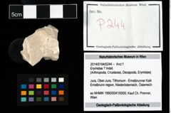 Foto (Objekt + Etikett) von Erymidae ? Indet.  (NHMW-GEO-2014-0194-0244)